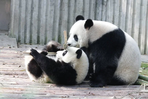 Panda Anya Kölyke Kínai Chengdu Panda Bázis Értékes Pillanata — Stock Fotó