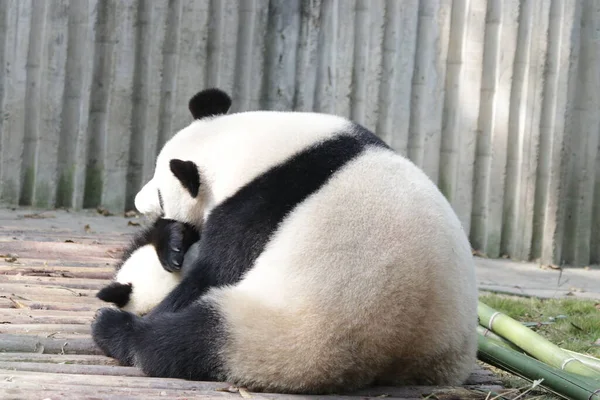 Moder Panda Håller Sin Unge Chengdu Panda Base Kina — Stockfoto