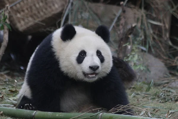 中国成都熊猫基地可爱的大熊猫 — 图库照片