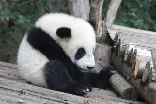 Little Baby Panda Está Sentado Debaixo Daquela Árvore Chengdu Panda — Fotografia de Stock