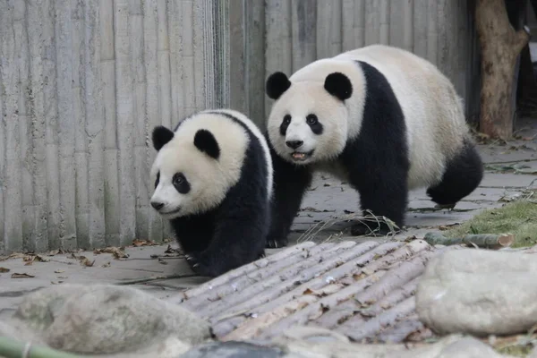 Precious Moment Mother Panda Her Cub Mother Her Cub Chengdu — Stock Photo, Image