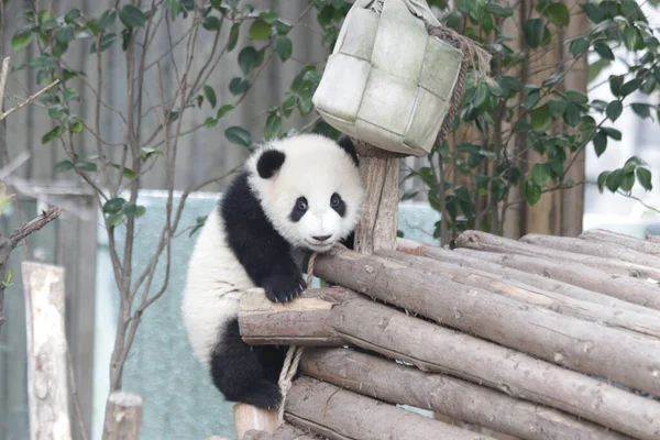 Baby Panda Auf Der Holzstruktur Chengdu Panda Basis China — Stockfoto