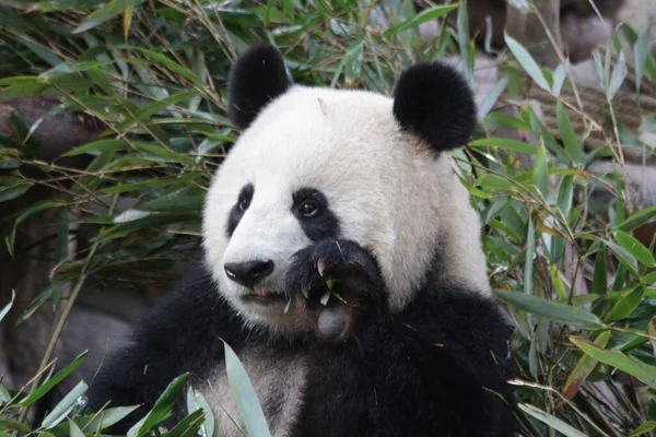 Chiudere Happy Panda Face Chengdu Panda Base Cina — Foto Stock