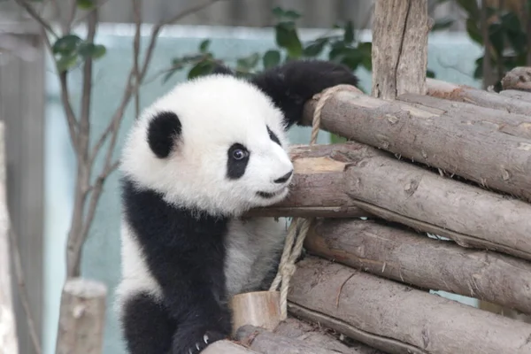 Panda Bebê Estrutura Madeira Base Panda Chengdu China — Fotografia de Stock