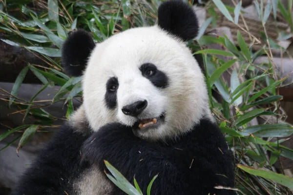 Close Happy Panda Tvář Chengdu Panda Základna Čína — Stock fotografie