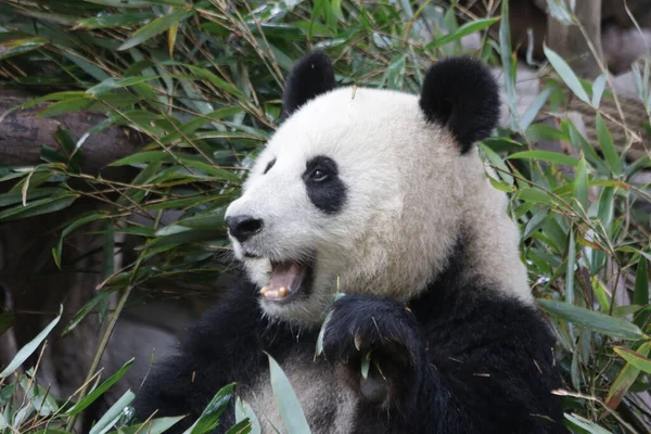 Közelkép Happy Panda Face Chengdu Panda Bázis Kína — Stock Fotó