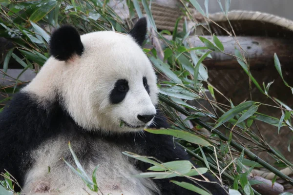 Das Gesicht Des Glücklichen Pandas Chengdu Panda Base China — Stockfoto