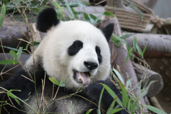 Lustige Pose Von Panda Streckt Die Zunge Heraus Chengdu Panda — Stockfoto