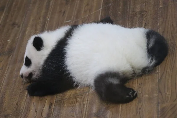Sovande Baby Panda Barnkammaren Chengdu Panda Base Kina — Stockfoto
