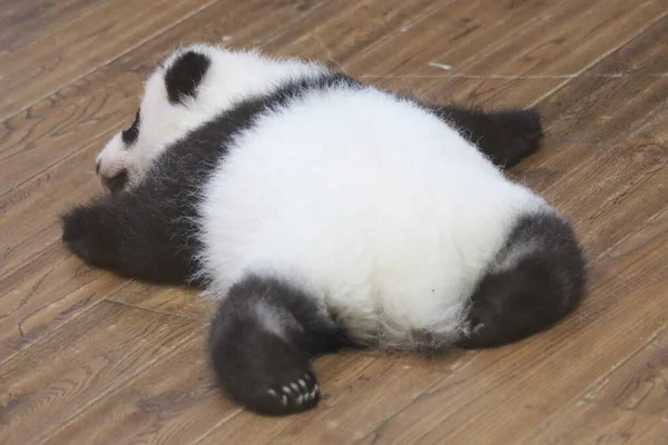 Alvó Baba Panda Gyerekszobában Chengdu Panda Bázis Kína — Stock Fotó