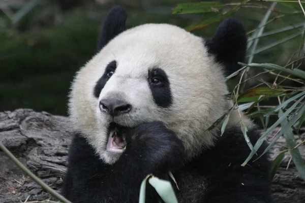Забавная Поза Панды Поедании Бамбуковых Листьев Чэнду Панда Базы Китай — стоковое фото