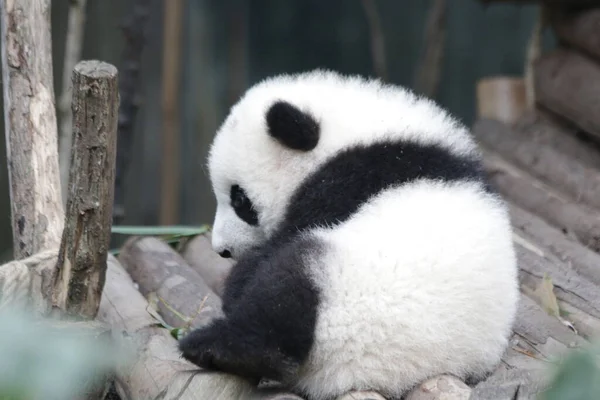 Aranyos Bolyhos Kis Panda Chengdu Panda Bázis Kína — Stock Fotó