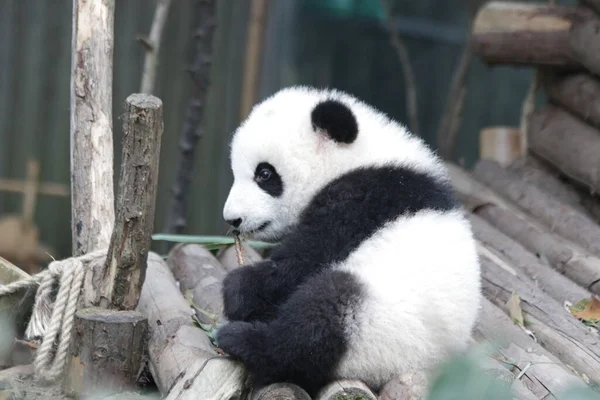 Roztomilý Načechraný Malý Panda Chengdu Panda Základna Čína — Stock fotografie
