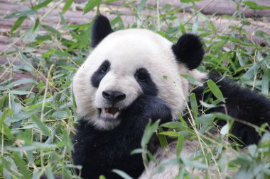 Panda kabarık yüzünü kapatın bambu yaprakları yiyin, Chengdu Panda Üssü, Çin