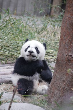 Küçük panda yerde oynuyor, Chengdu Panda Üssü, Çin