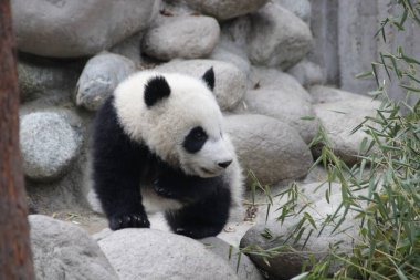 Chengdu Panda Üssü, Çin 'deki Küçük Panda' nın güzel duruşu