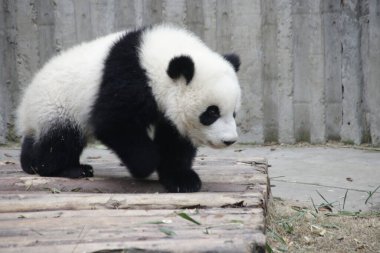 Chengdu Panda Üssü, Çin 'deki Küçük Panda' nın güzel duruşu