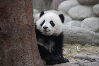 Chengdu Panda Üssü, Çin 'de Küçük Panda' nın Sevimli Duruşu
