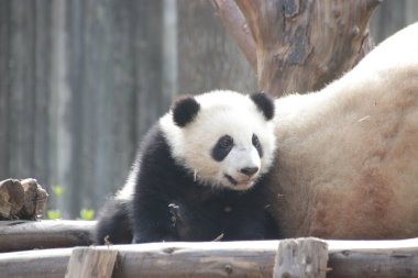 Küçük bebek Panda bahçeyi keşfediyor, Chengdu Panda Üssü, Çin