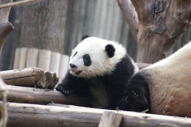 Küçük bebek Panda bahçeyi keşfediyor, Chengdu Panda Üssü, Çin