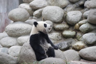 Chengdu Panda Üssü, Çin 'deki Küçük Sevimli Panda
