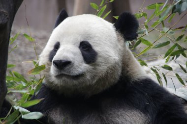 Çin 'de bambu yaprakları yiyen pandayı kapat.