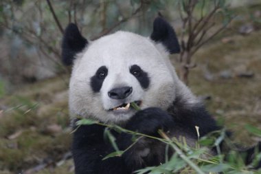 Şirin panda, Chengdu Panda Üssü, Çin 'in tüylü yüzünü kapatın.