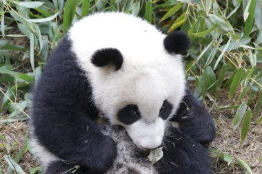 Şirin panda, Chengdu Panda Üssü, Çin 'in tüylü yüzünü kapatın.