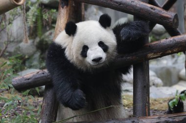 Komik Panda Kadın Pozu, Mia Miao, Chengdu Panda Üssü, Çin