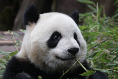 Bir Dev Panda Portresi, Çin