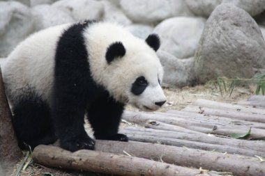 Chengdu Panda 'da küçük bir panda, Çin