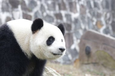 Şirin panda, Chengdu Panda Üssü, Çin 'in tüylü yüzünü kapatın.
