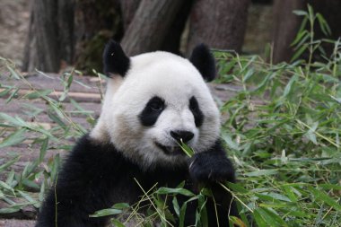 Mutlu Fluffy Panda Chengdu Panda Üssü, Çin