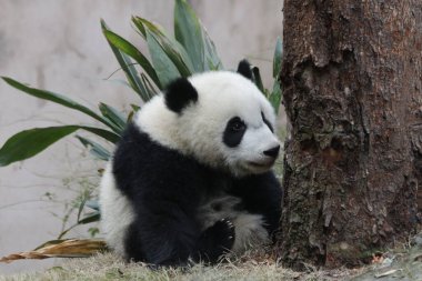 Küçük Şirin Panda Yeşil Yard, Chengdu Panda Üssü, Çin 'de dinleniyor.
