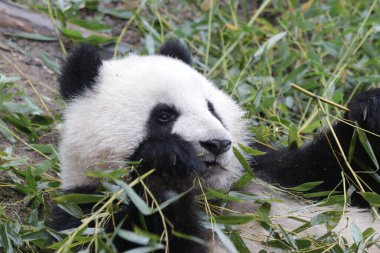 Mutlu Panda Bambu Yaprakları yiyor Chengdu Panda Üssü, Çin