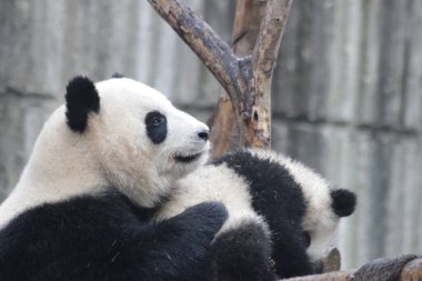 Anne Panda, Miao Miao ve Yavrusu Chengdu Panda Üssü, Çin