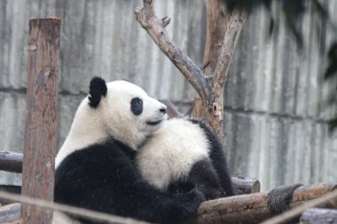 Anne Panda, Miao Miao, Yavrusunu kucaklıyor, Chengdu Panda Üssü, Çin