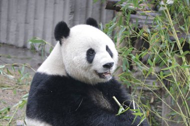 Çin 'de pofuduk panda portresi