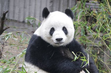Çin 'de pofuduk panda portresi