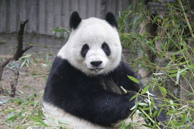 Çin 'de pofuduk panda portresi