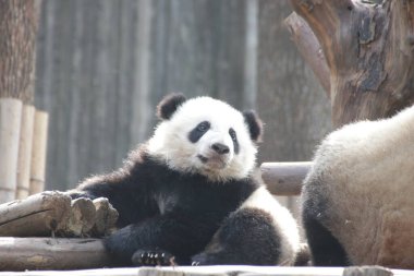 Oyun parkındaki şirin küçük panda, Chengdu Panda Üssü, Çin