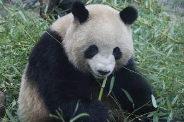Devasa Pand bambu yaprakları yiyor, Chengdu Panda Üssü, Çin