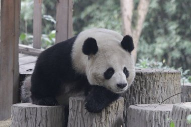 Happy Panda, Chengdu Panda Üssü, Çin 'deki tahta kütüğün üzerinde dinleniyor.