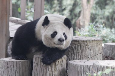 Happy Panda, Chengdu Panda Üssü, Çin 'deki tahta kütüğün üzerinde dinleniyor.