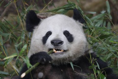 Tüylü Tüylü Panda 'yı kapatın Bambu, Chengdu Panda Üssü, Çin