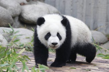 Chengdu Panda Üssü, Çin 'de Küçük Yumuşak Bebek Panda