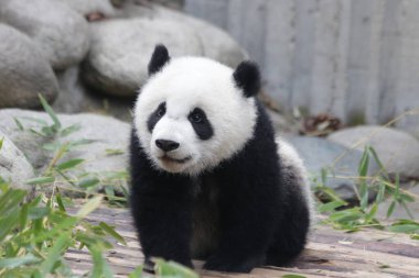Chengdu Panda Üssü, Çin 'de Küçük Yumuşak Bebek Panda