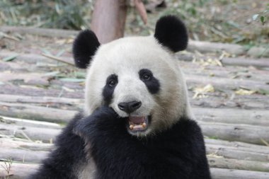 Devasa Pand bambu yaprakları yiyor, Chengdu Panda Üssü, Çin