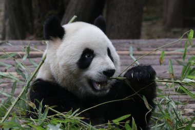 Devasa Pand bambu yaprakları yiyor, Chengdu Panda Üssü, Çin