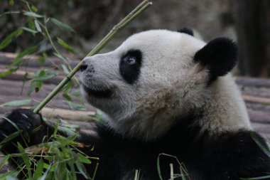 Devasa Pand bambu yaprakları yiyor, Chengdu Panda Üssü, Çin